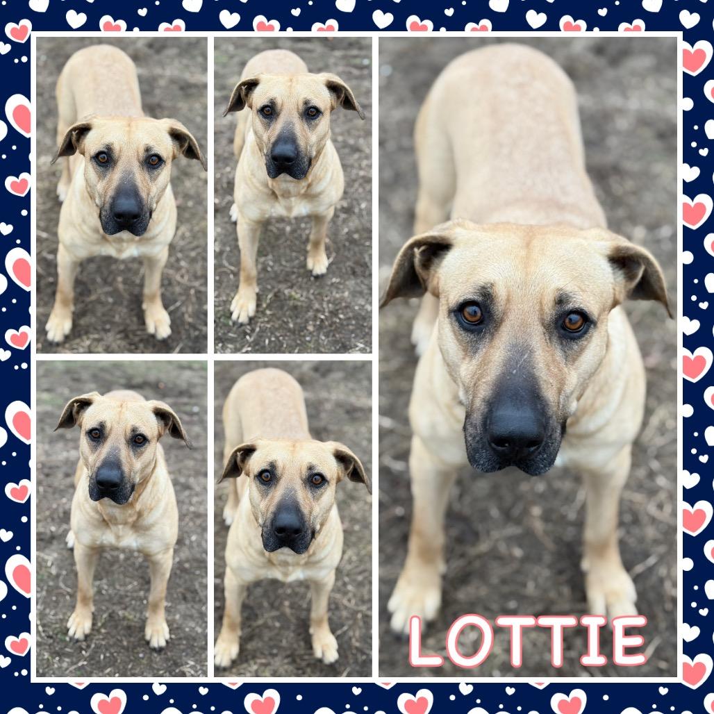 Lottie