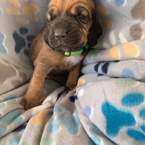 Lime Green Collar- Female