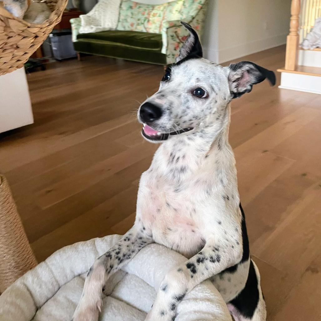 Pongo