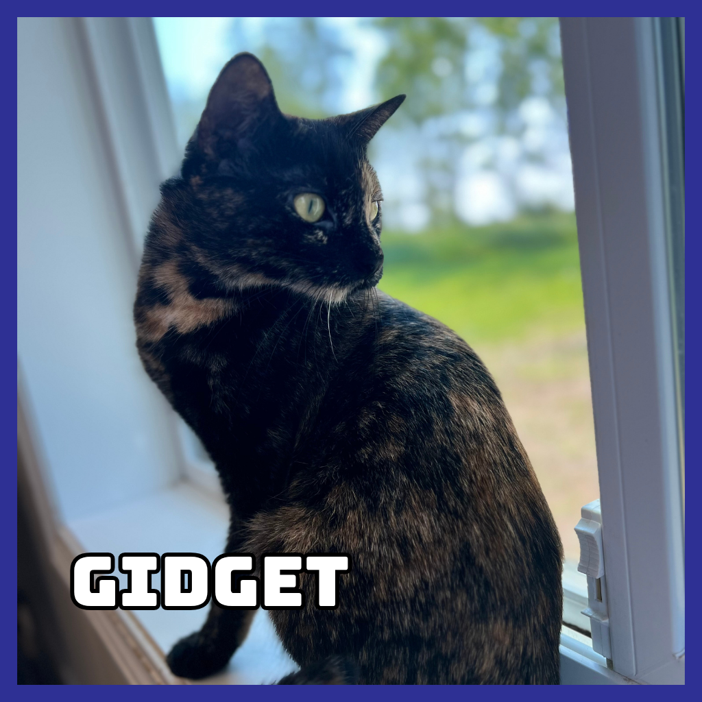 Gidget 