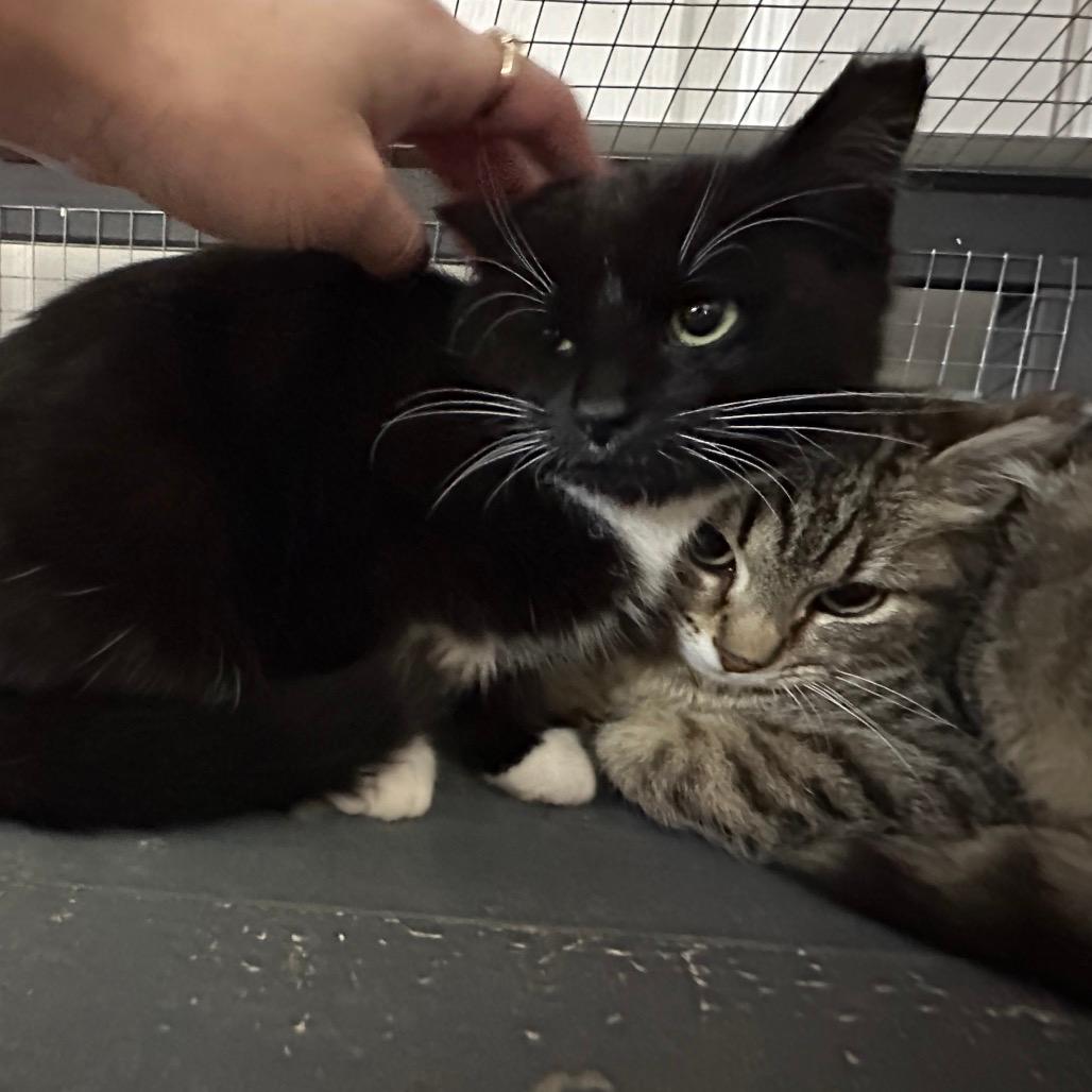 Oreo