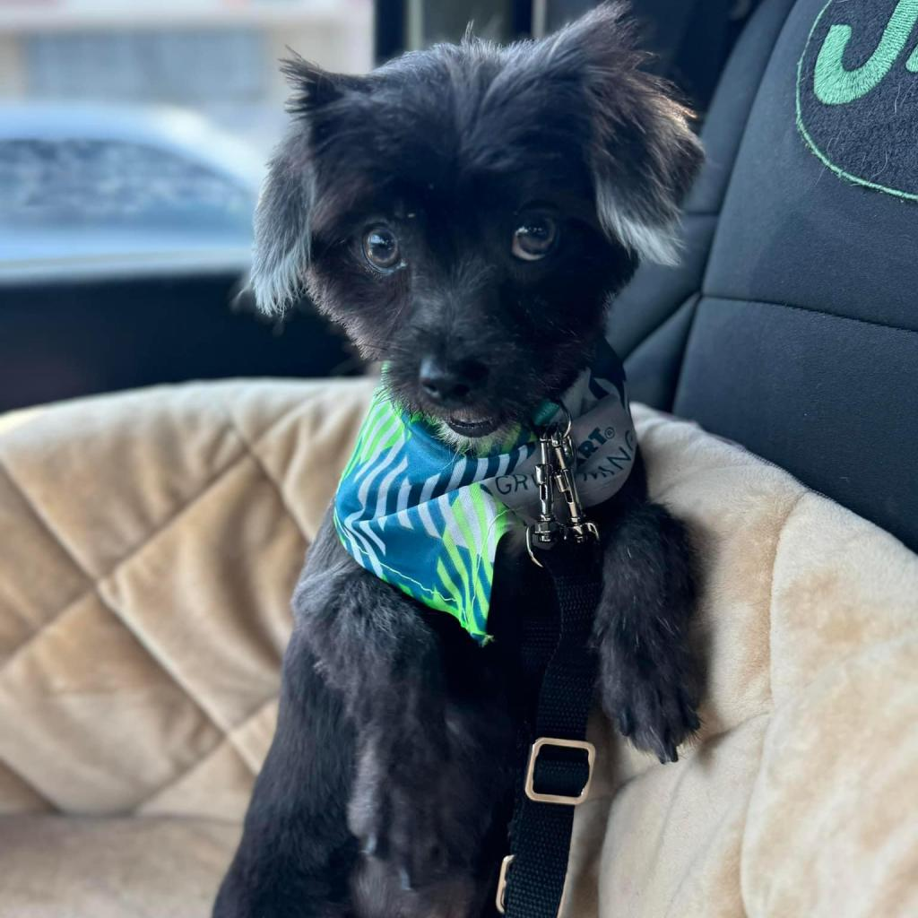 Tater Tot (Dallas)