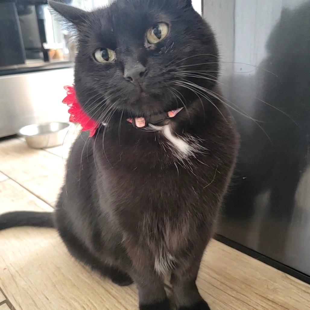 Bella 2