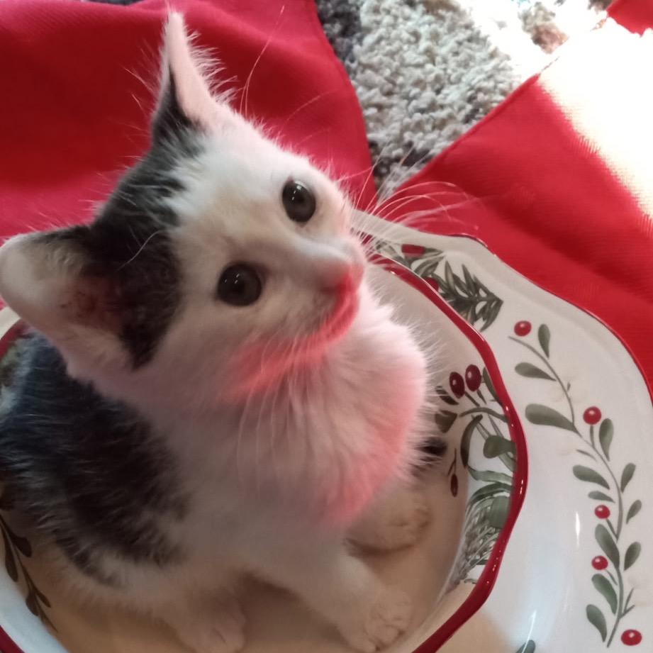 Merry Belle