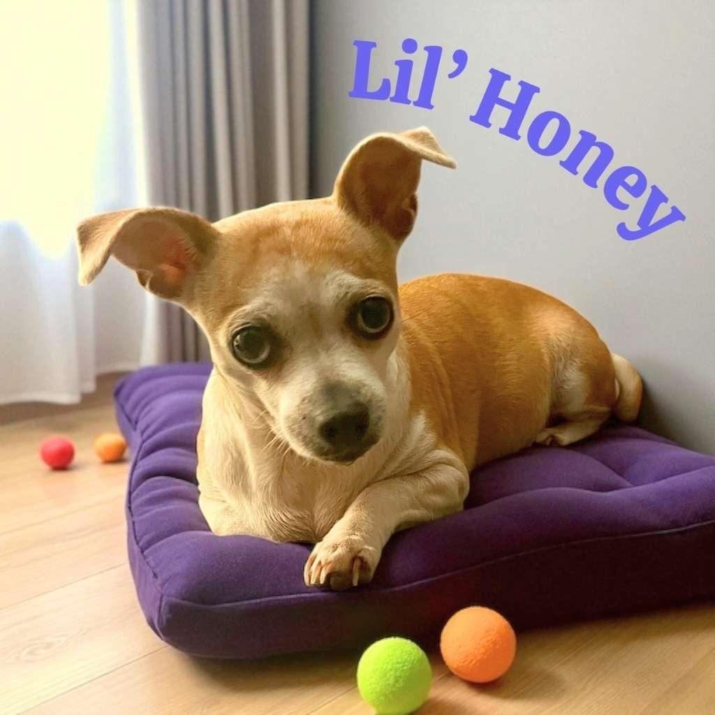 Picture of Lil' Honey