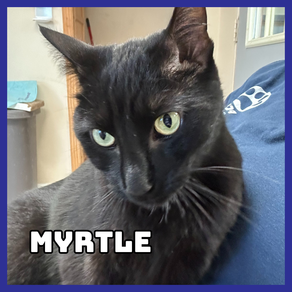 Myrtle 