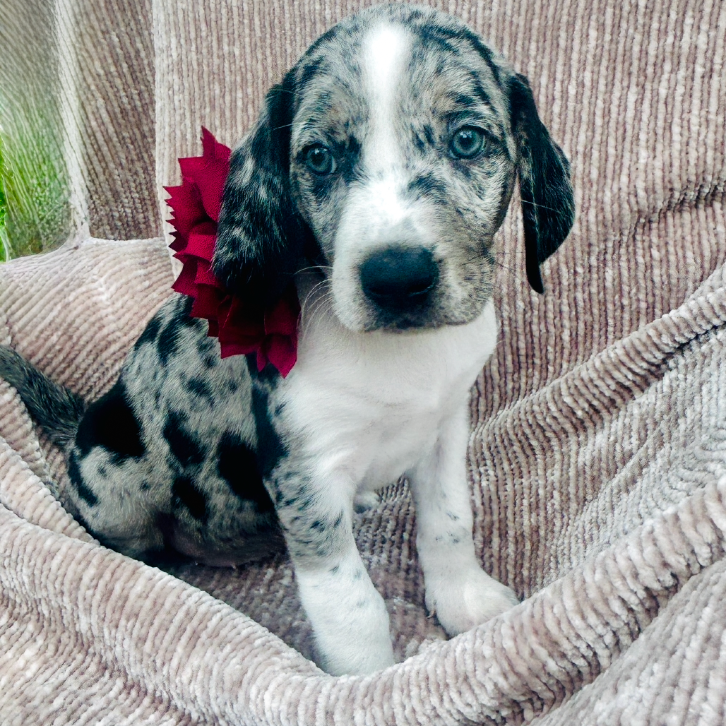 Sadie (Benefactor Puppy)