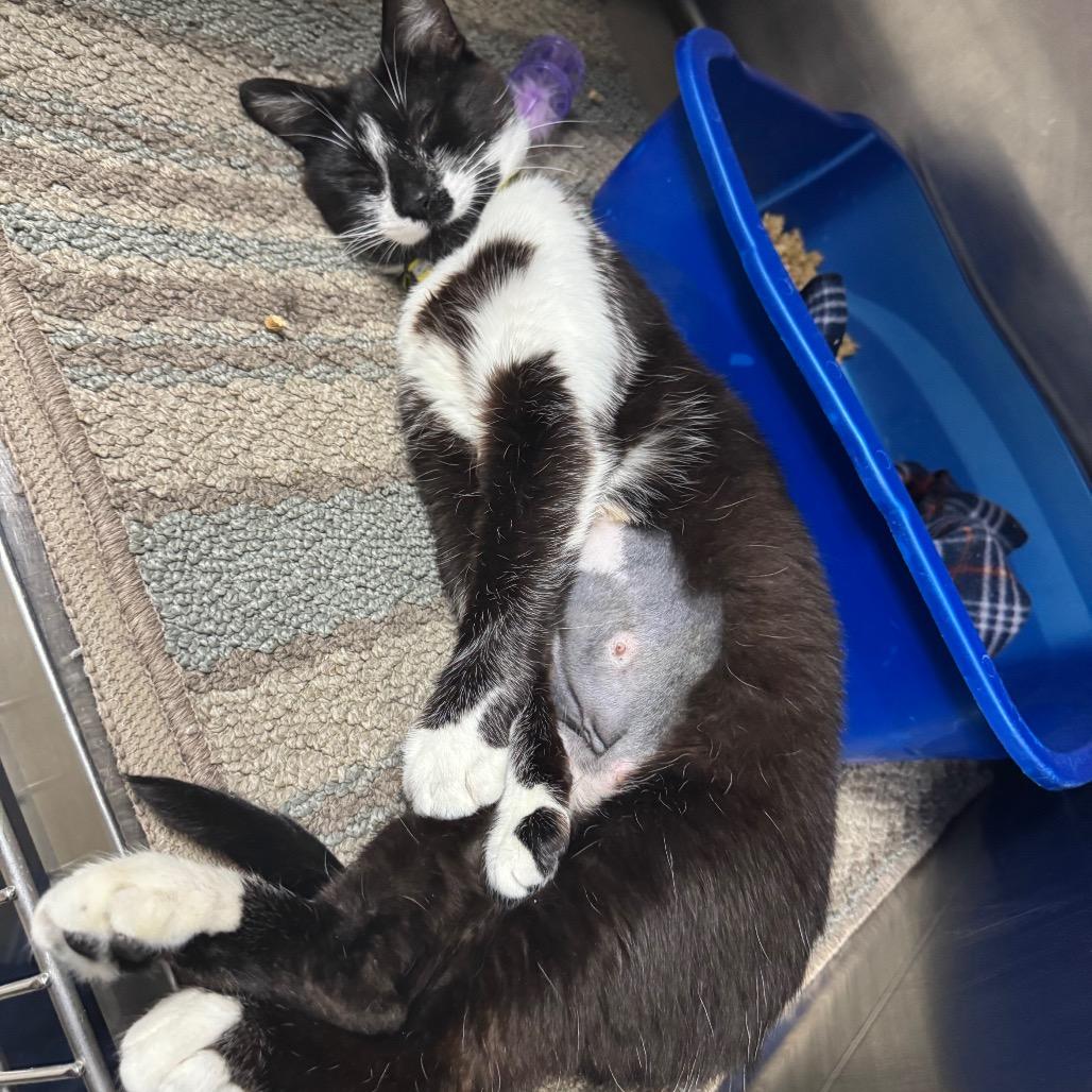 Serenity ADOPTED 