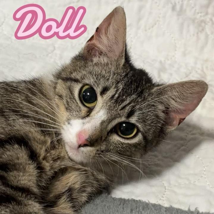 Doll