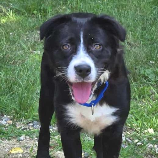 CT Oregon (Foster in Eastford, CT)