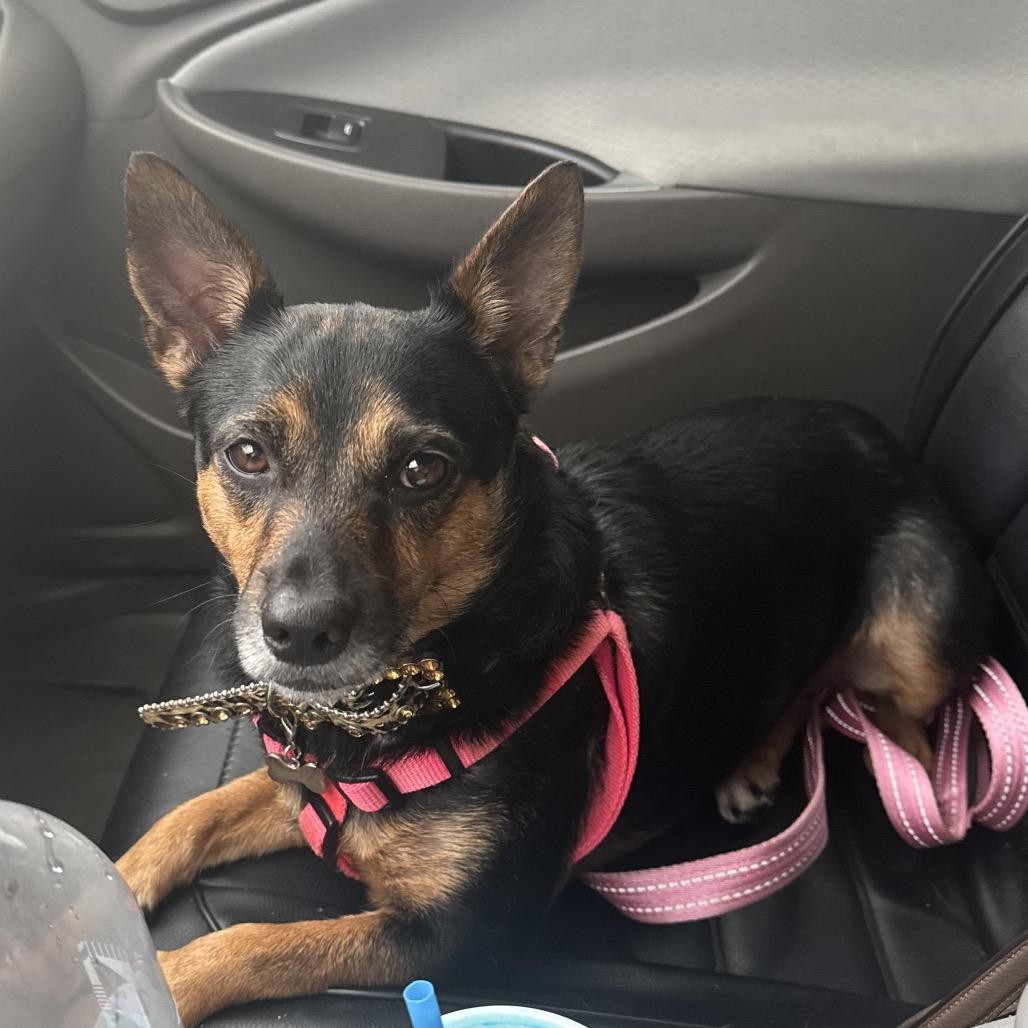 Picture of Pepper