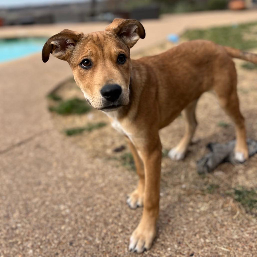 Cur Dog Breeds: Discover Your Loyal Companion