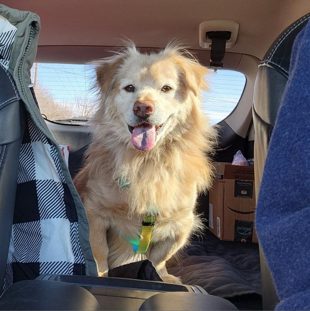 Fluffy Uchi (Rockwall)