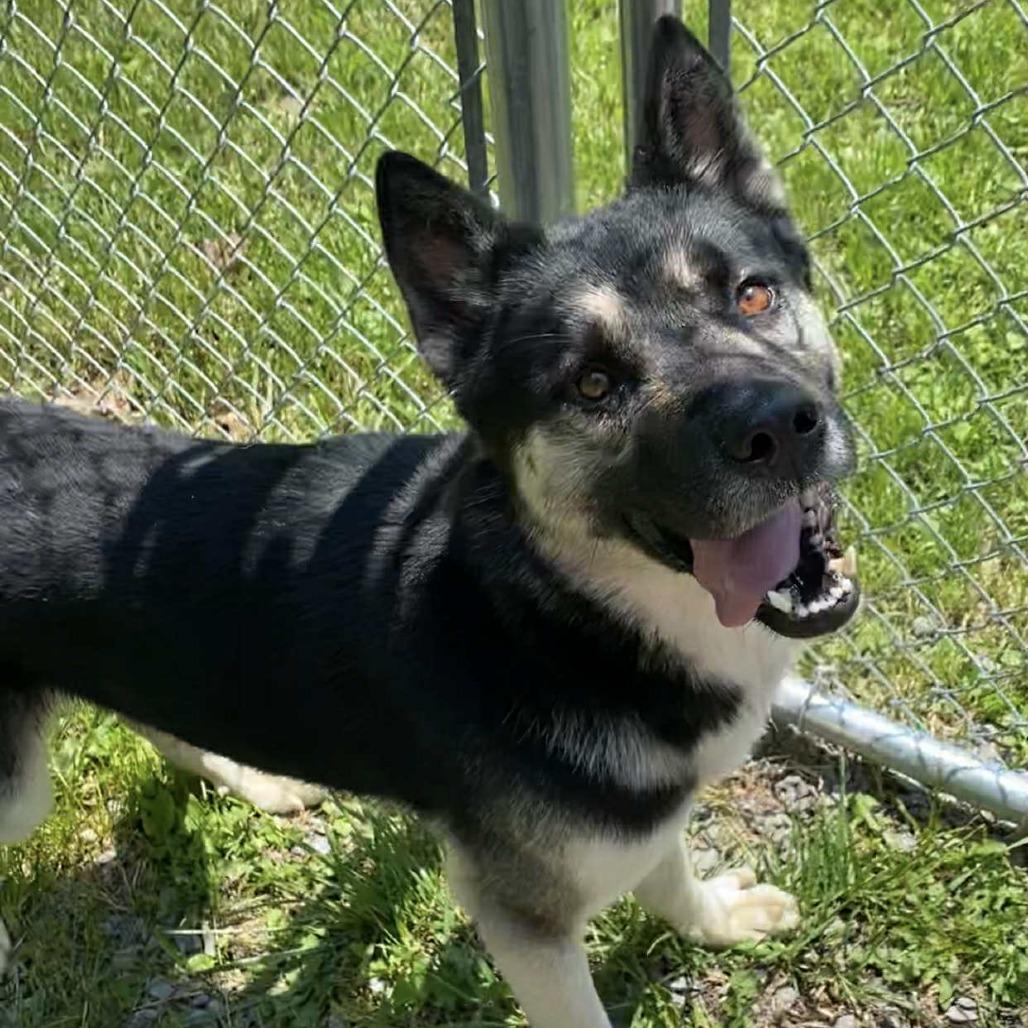 Picture of Flynn