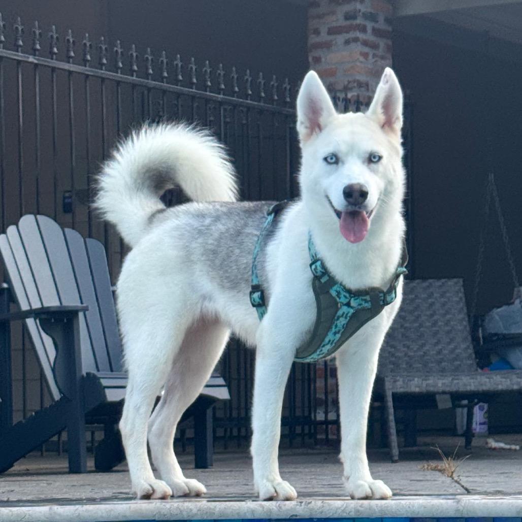 Nova