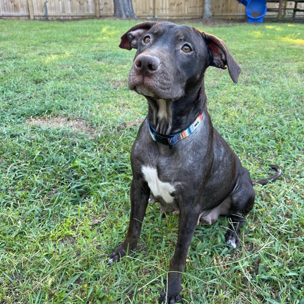 Hazel 