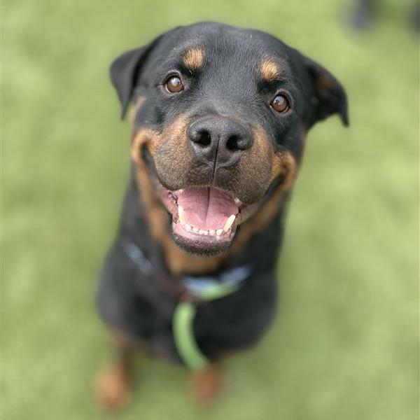 Brutus