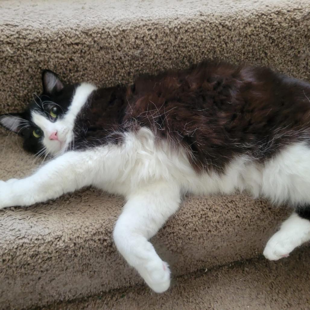 Sylvester