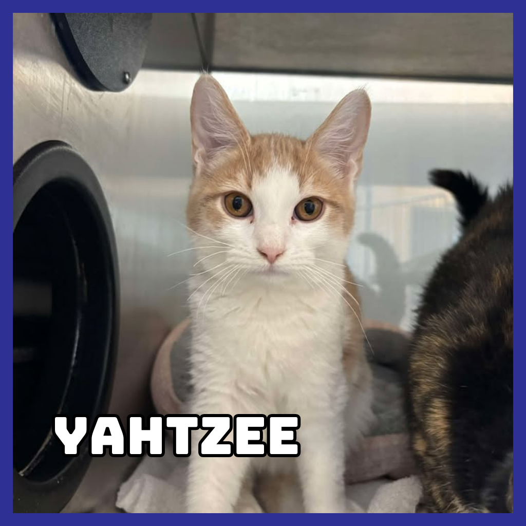 Yahtzee