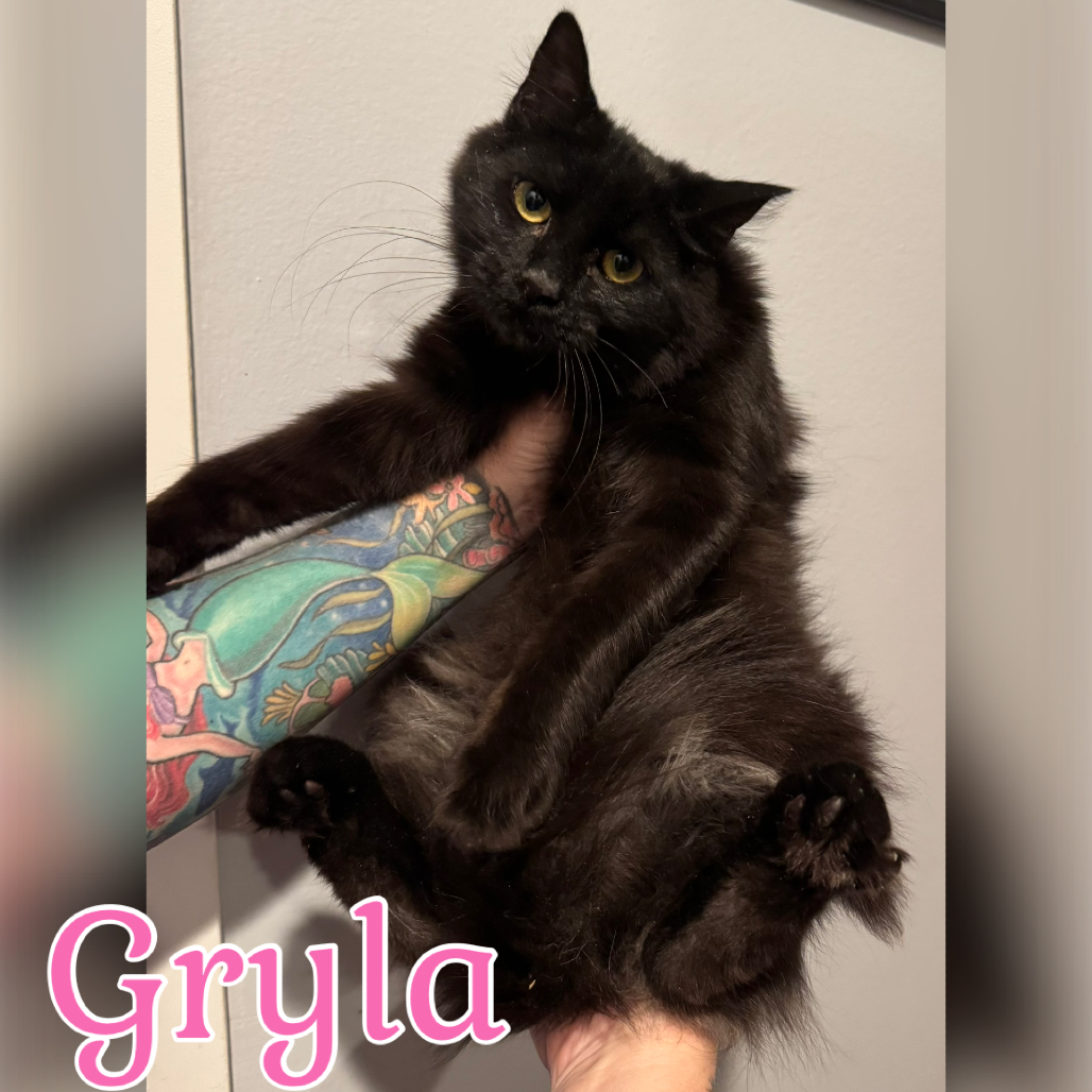 Gryla