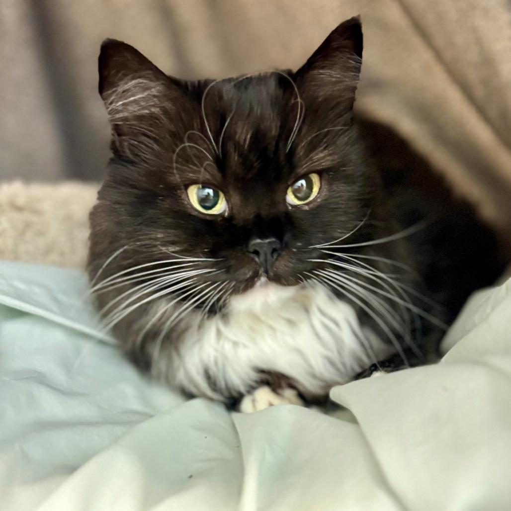 Petunia