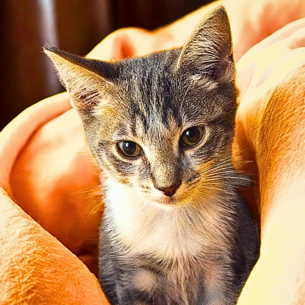 Chauncey 