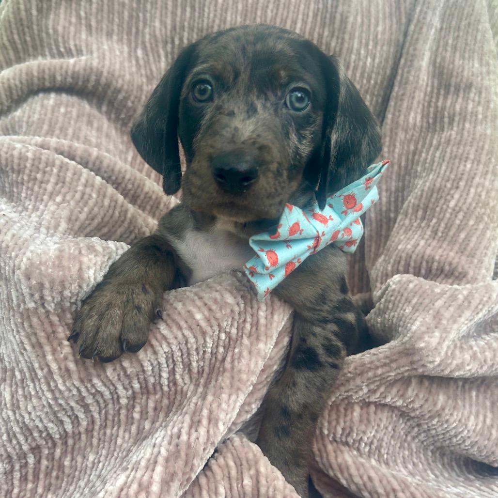 Tucker (Benefactor Puppy)
