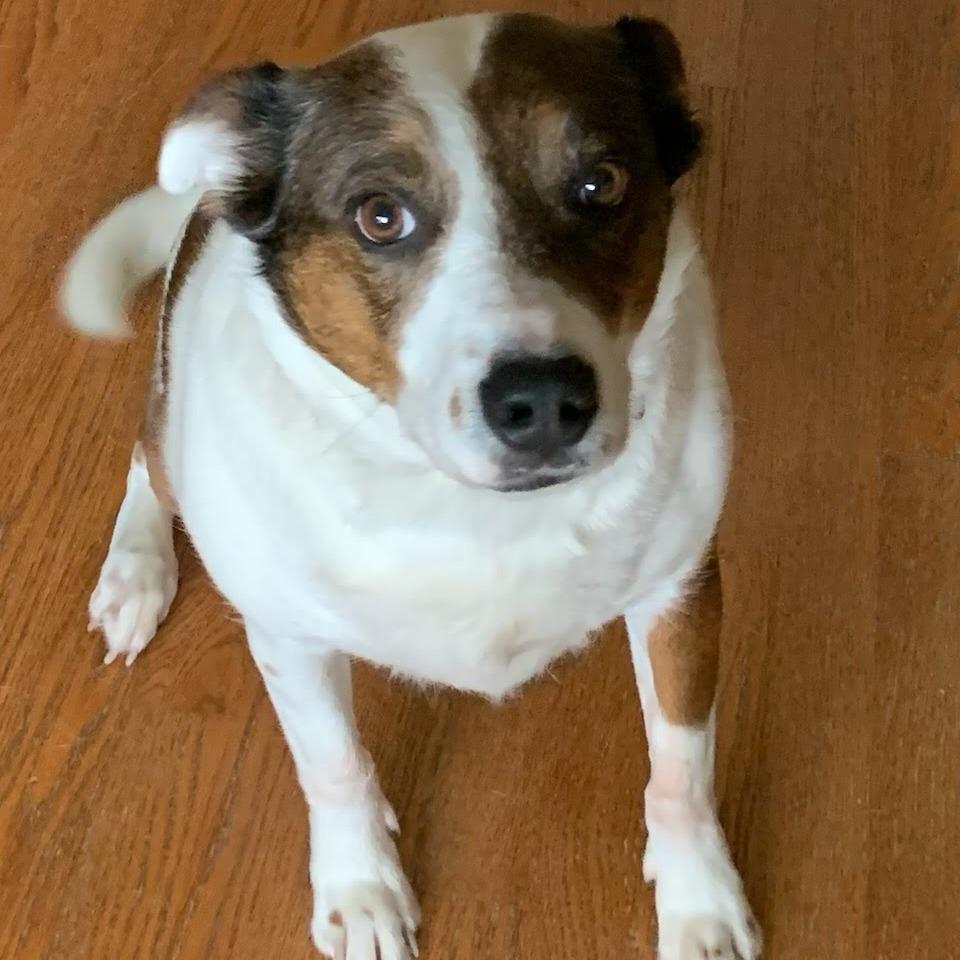 Tia