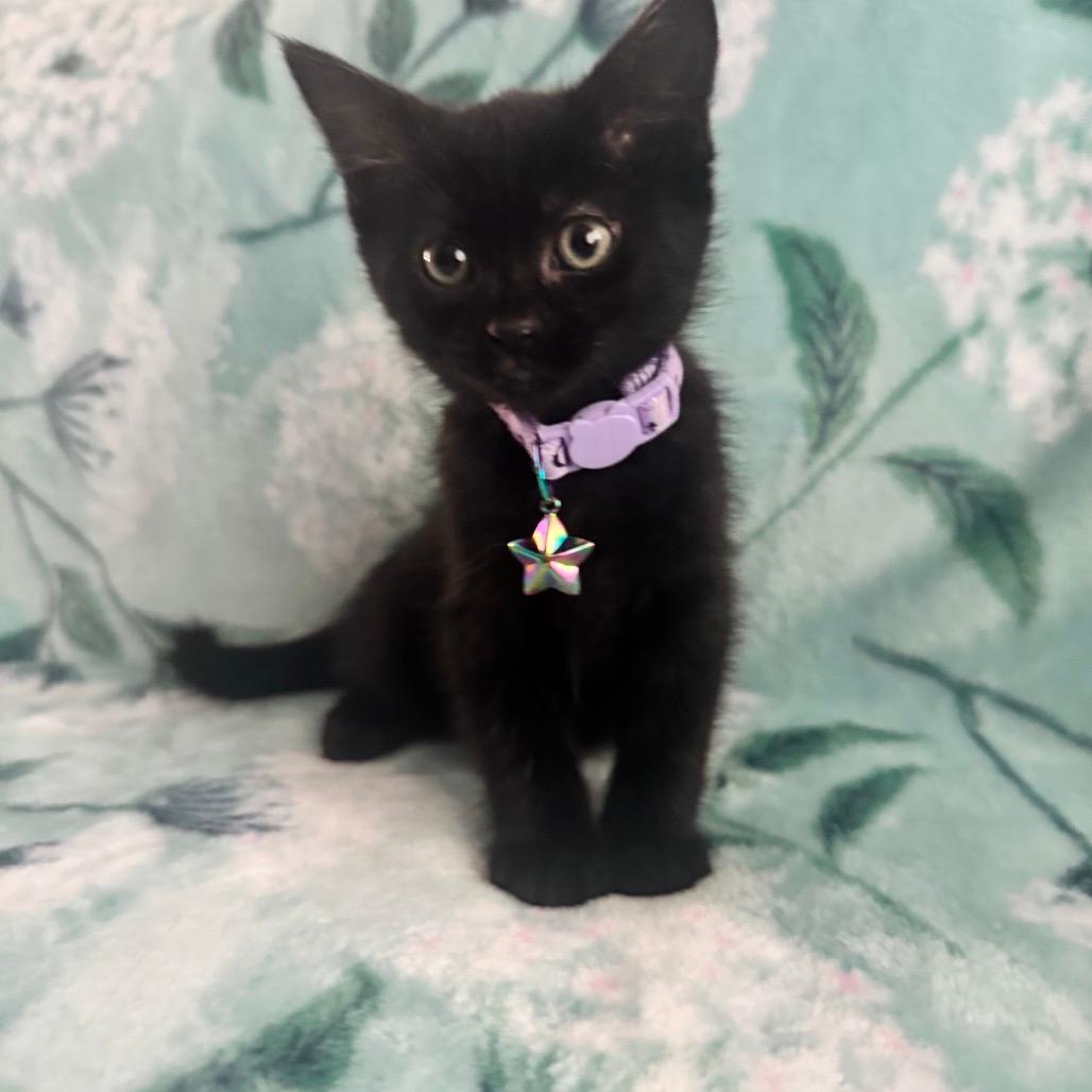 Toothless