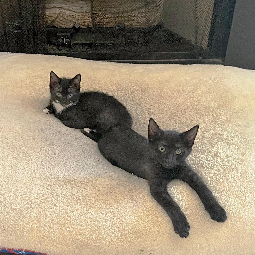 Lulu and Chester