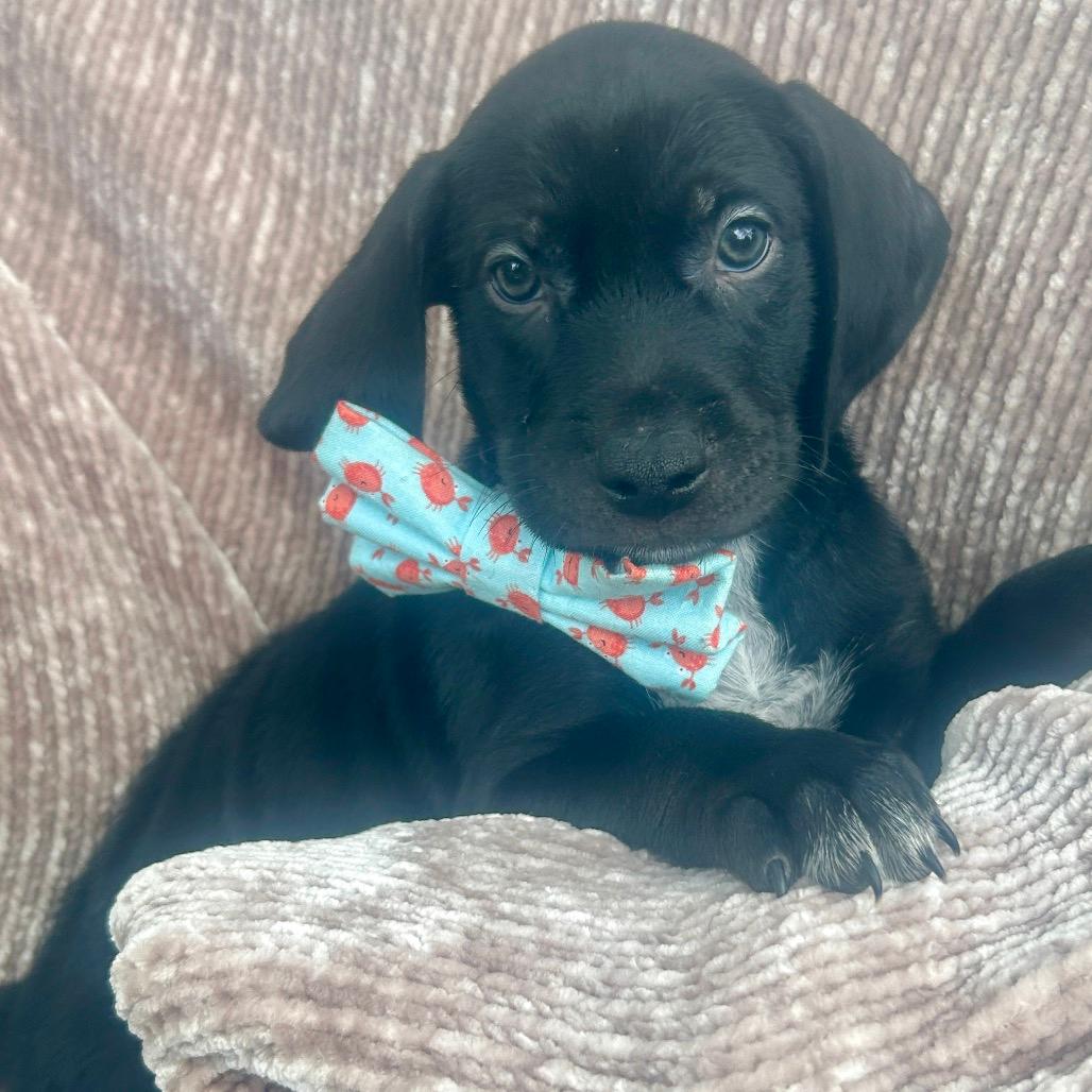 Waylon