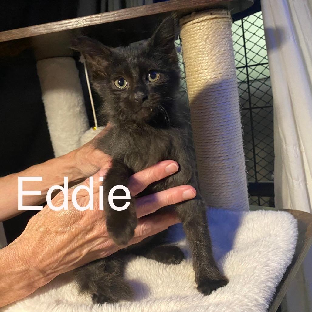 Eddie