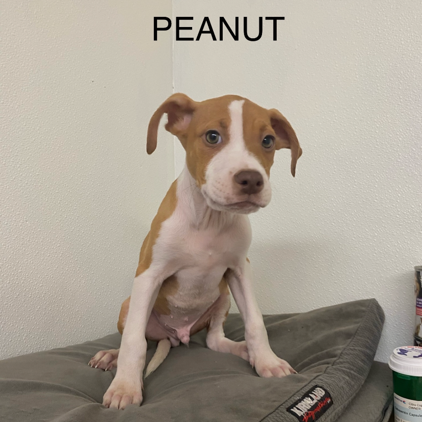 Peanut