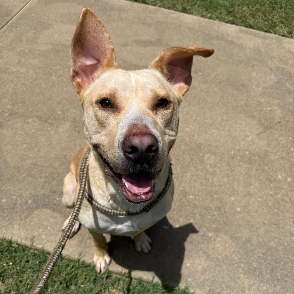 Deputy AKA Comet