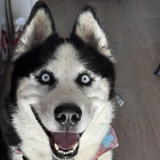 Igor