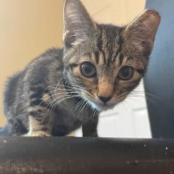Stripey Tuna Tabbs