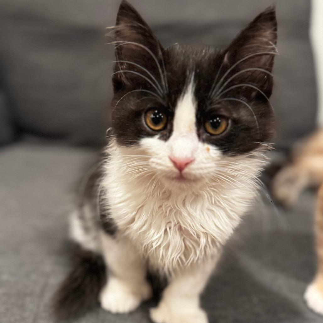 What Breeds are Black And White Cat With Medium Hair: Top Picks