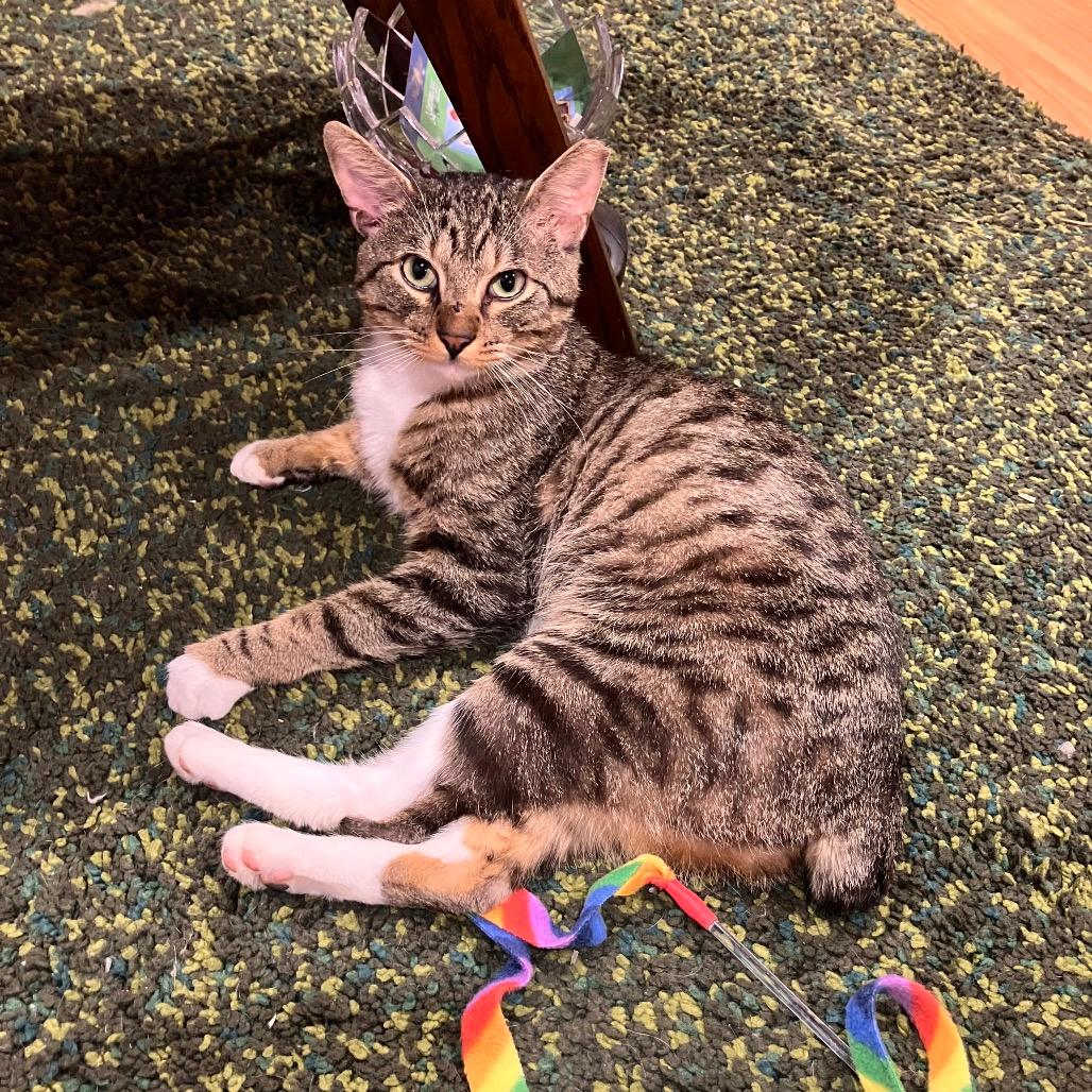 Bobtail Bob