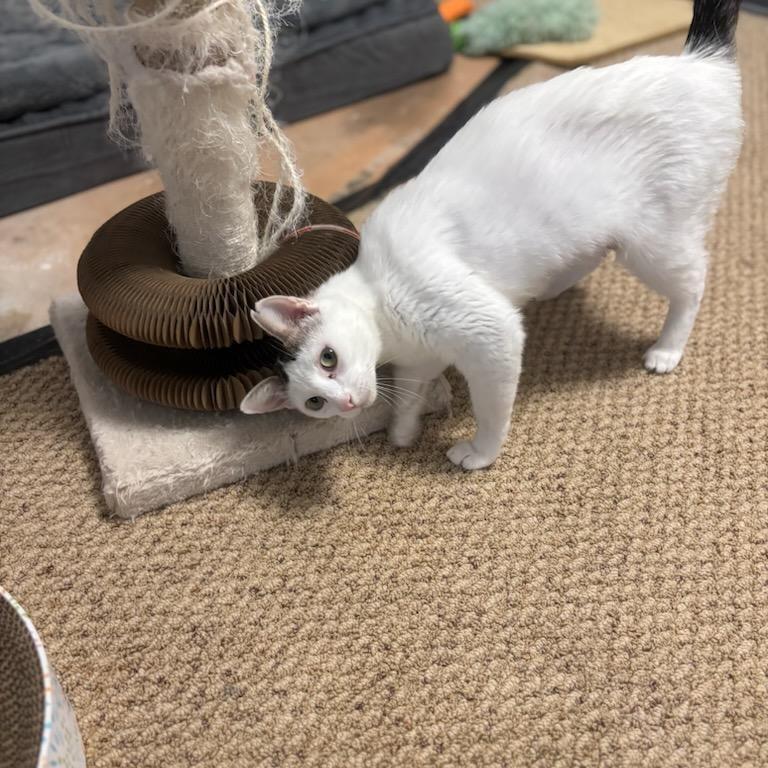 Spot