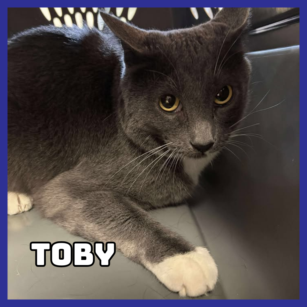 Toby