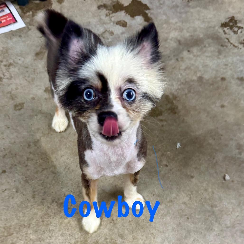 Cowboy