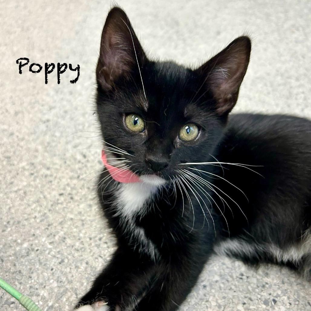 Poppy