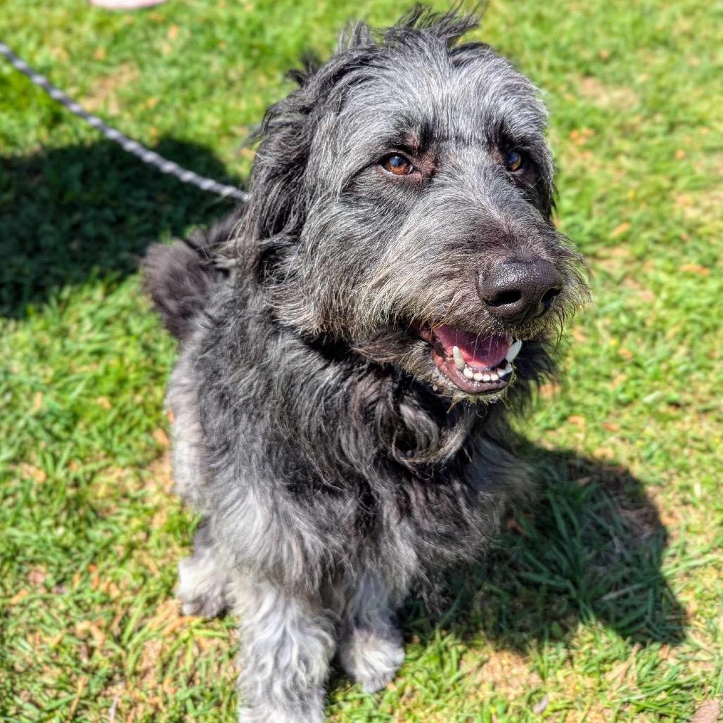 Bearded Dog Breeds: Discover Fluffy Companions