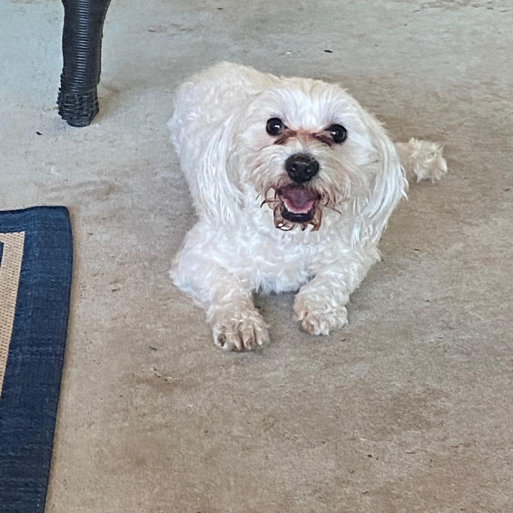 Picture of Milo
