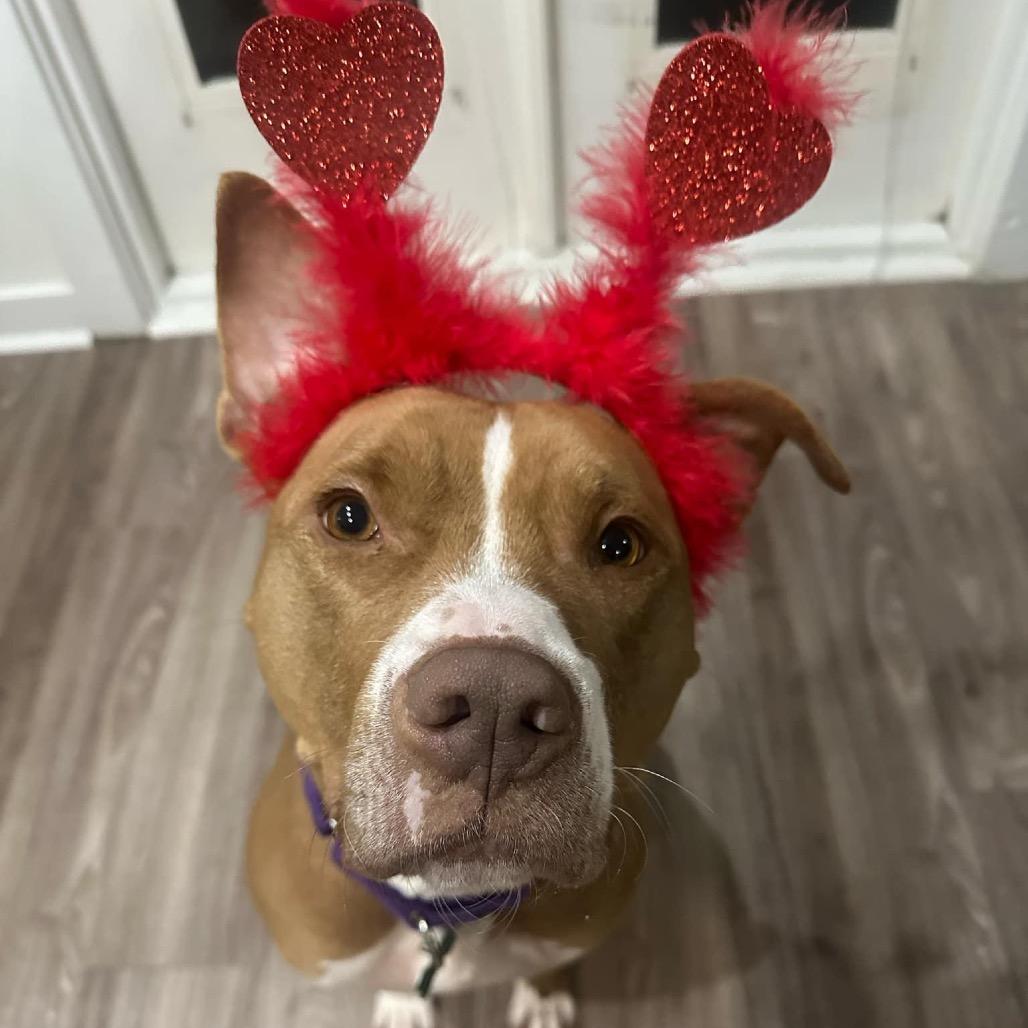 Winifred (Reduced Rover)