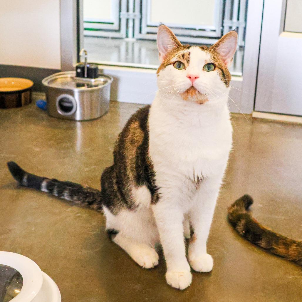 Hannibal (bonded with Lydia)