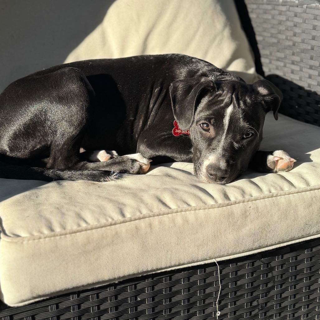 Enzo