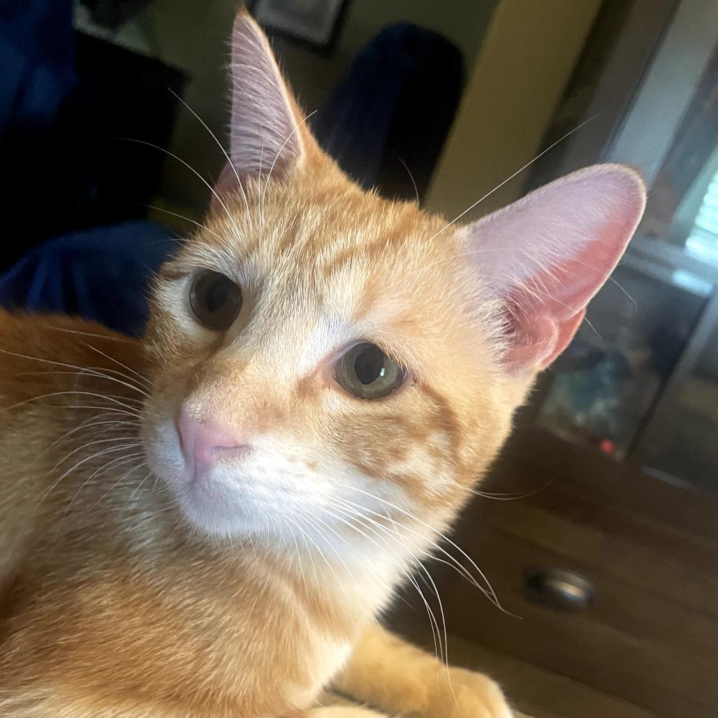 Ollie Marble 