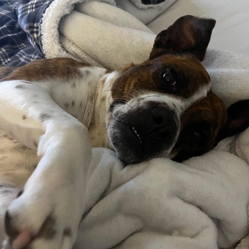 Tigra (Adoption Fee-SPONSORED!)In Foster Home