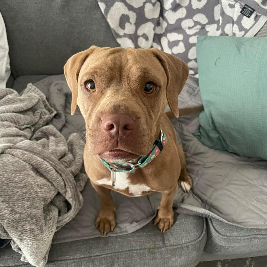 Hazel 